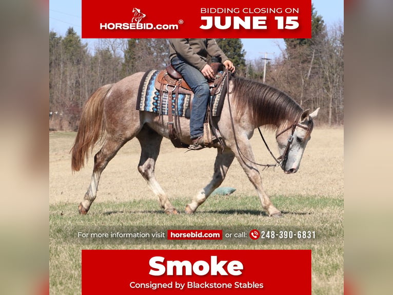 American Quarter Horse Wallach 4 Jahre Schimmel in Howell