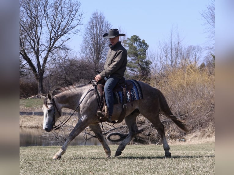 American Quarter Horse Wallach 4 Jahre Schimmel in Howell