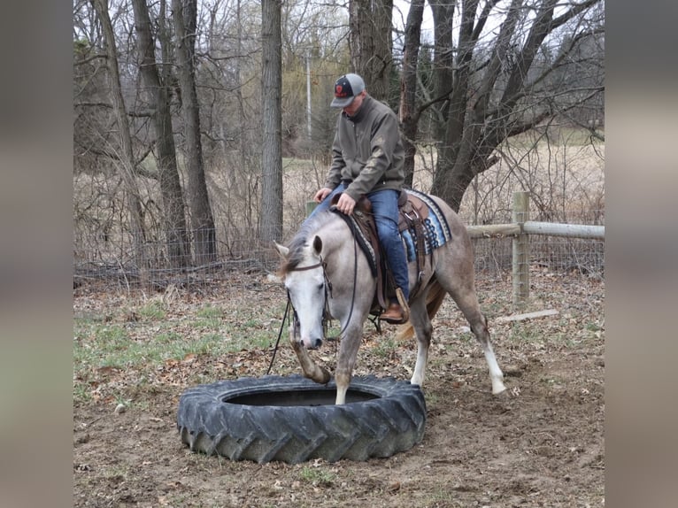 American Quarter Horse Wallach 4 Jahre Schimmel in Howell