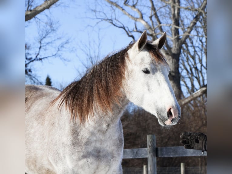 American Quarter Horse Wallach 4 Jahre Schimmel in Howell