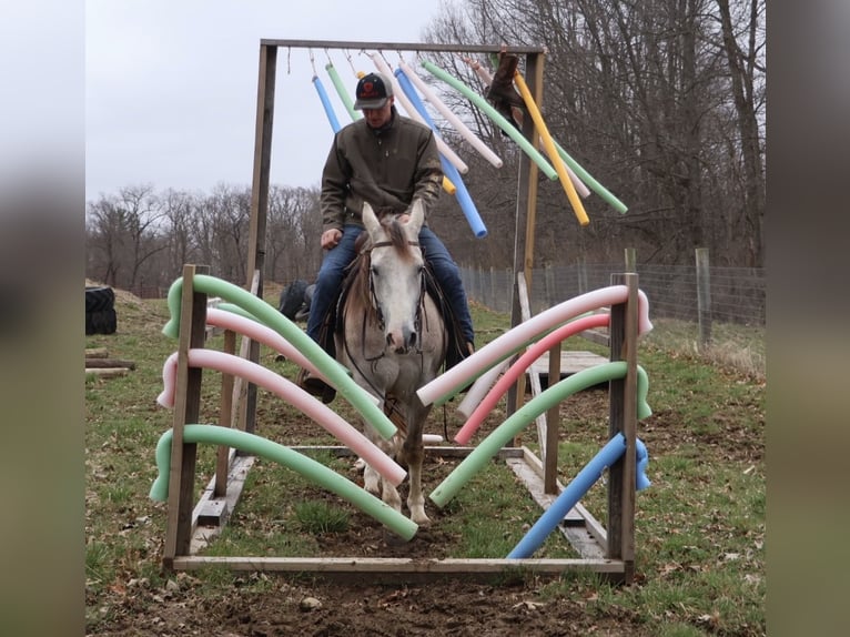 American Quarter Horse Wallach 4 Jahre Schimmel in Howell