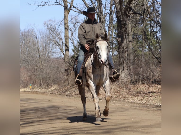 American Quarter Horse Wallach 4 Jahre Schimmel in Howell