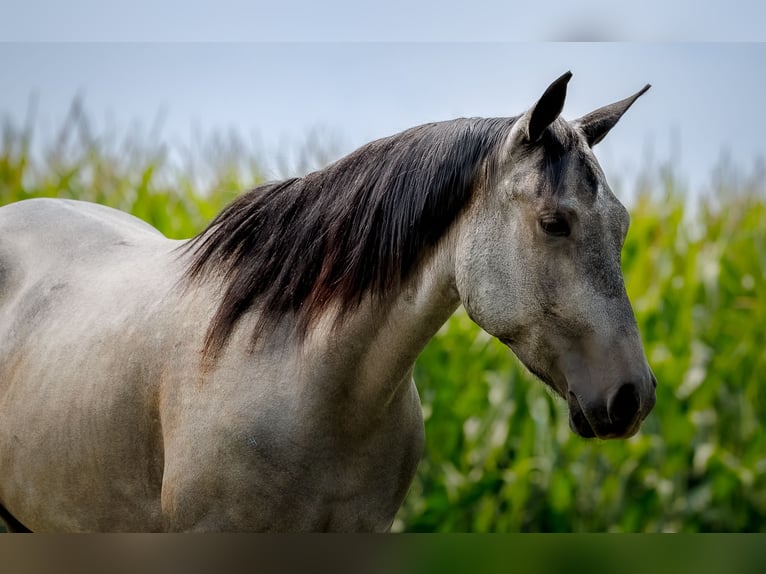 American Quarter Horse Wallach 4 Jahre Schimmel in Avoca