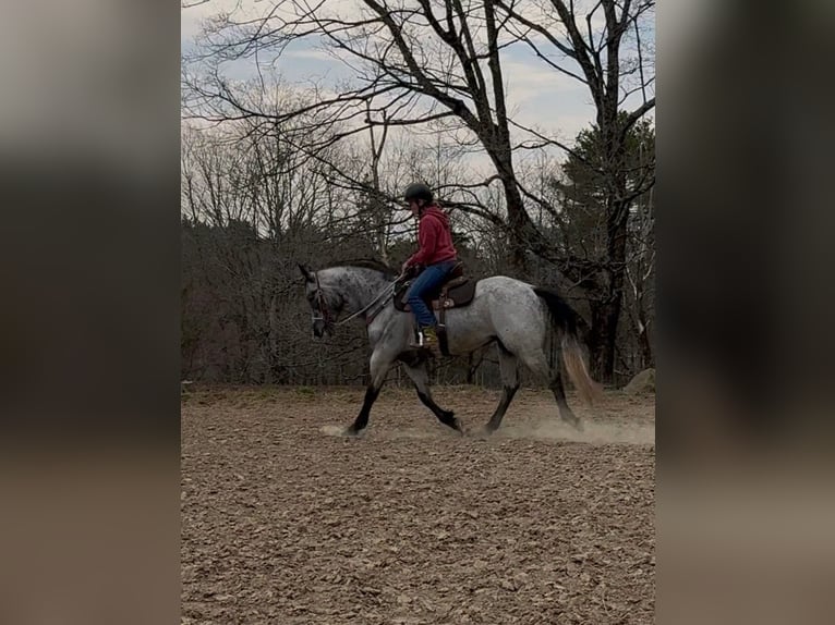 American Quarter Horse Wallach 4 Jahre Schimmel in Avoca