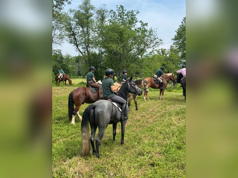 American Quarter Horse Wallach 4 Jahre Schimmel in Avoca