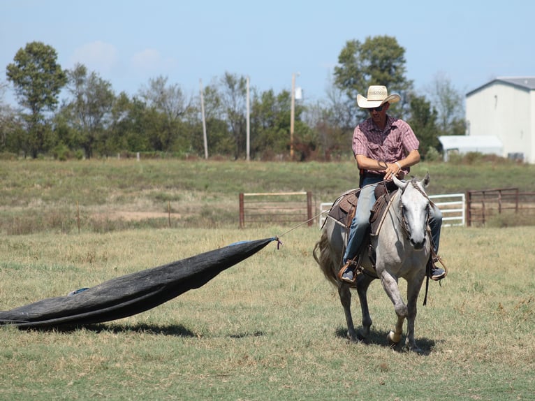 American Quarter Horse Wallach 4 Jahre Schimmel in Baxter Springs
