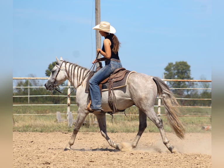 American Quarter Horse Wallach 4 Jahre Schimmel in Baxter Springs