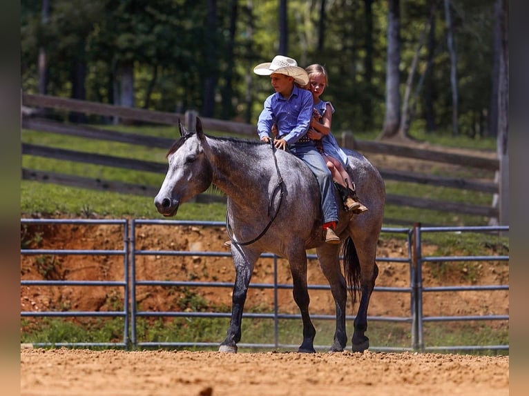 American Quarter Horse Wallach 4 Jahre Schimmel in Lyles