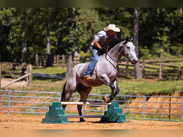 American Quarter Horse Wallach 4 Jahre Schimmel in Lyles