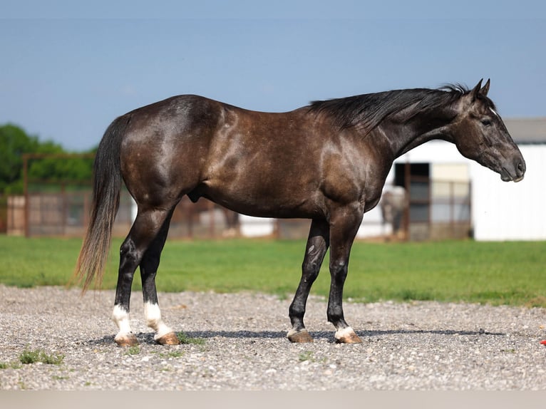 American Quarter Horse Wallach 4 Jahre Schimmel in Ripley