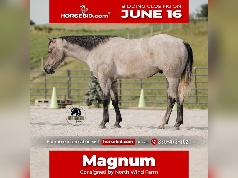American Quarter Horse Wallach 4 Jahre Schimmel in Fredericksburg, OH