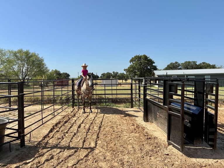 American Quarter Horse Wallach 4 Jahre Schimmel in Gorman