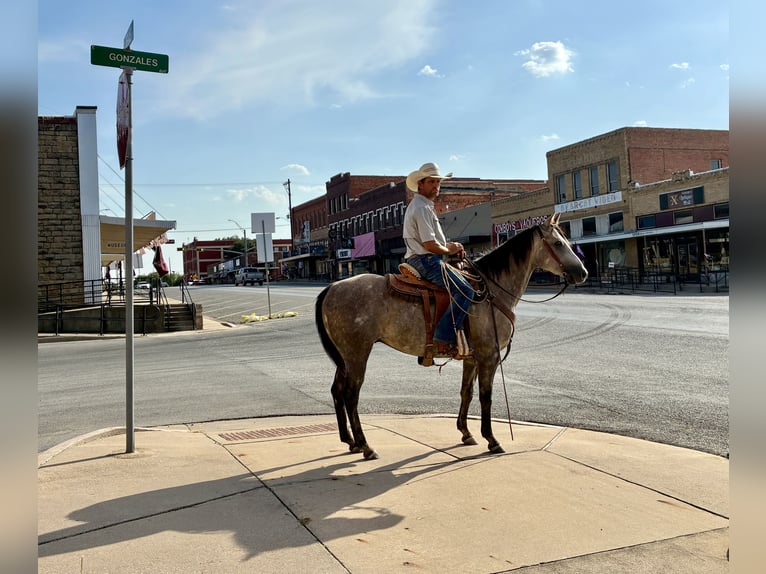 American Quarter Horse Wallach 4 Jahre Schimmel in Gorman