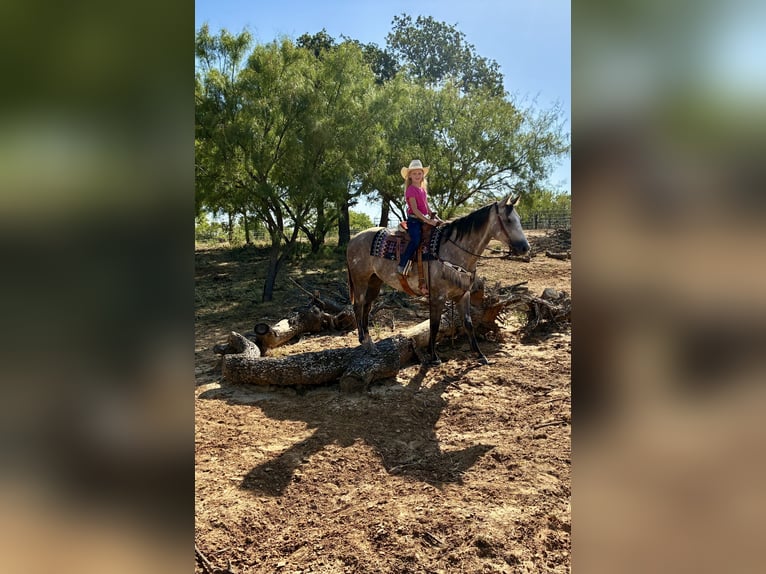 American Quarter Horse Wallach 4 Jahre Schimmel in Gorman