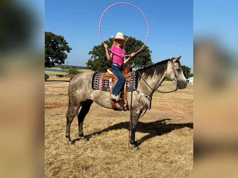 American Quarter Horse Wallach 4 Jahre Schimmel in Gorman