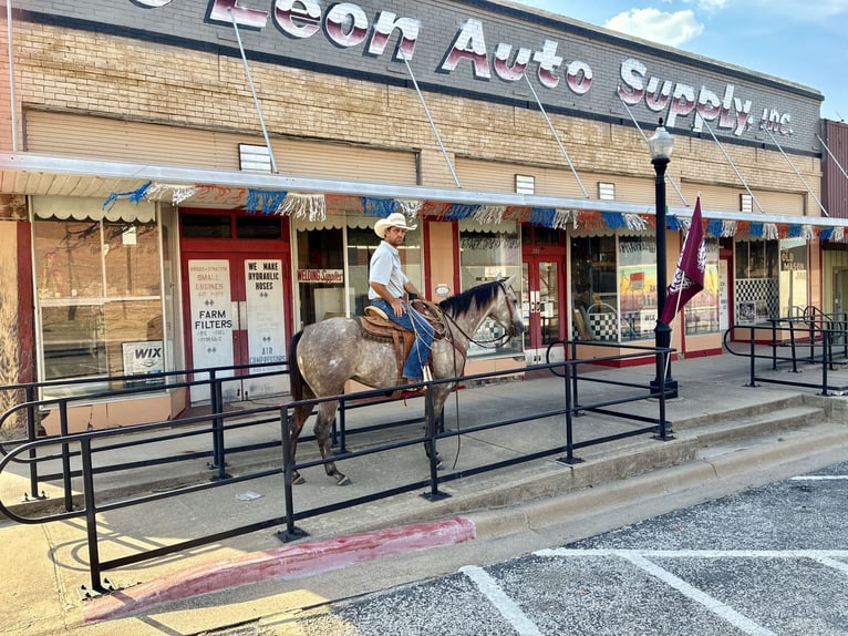 American Quarter Horse Wallach 4 Jahre Schimmel in Gorman