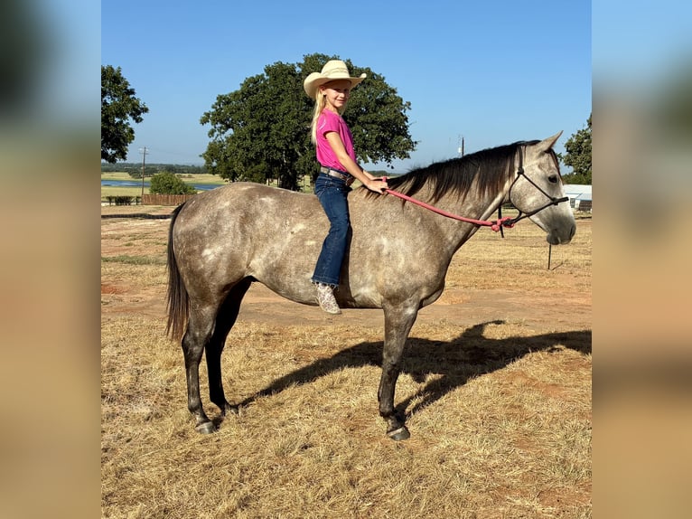 American Quarter Horse Wallach 4 Jahre Schimmel in Gorman