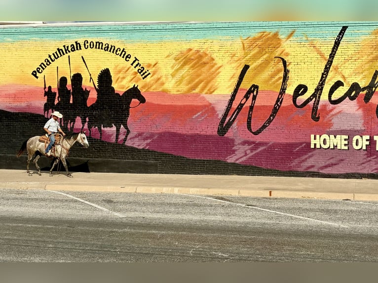 American Quarter Horse Wallach 4 Jahre Schimmel in Gorman