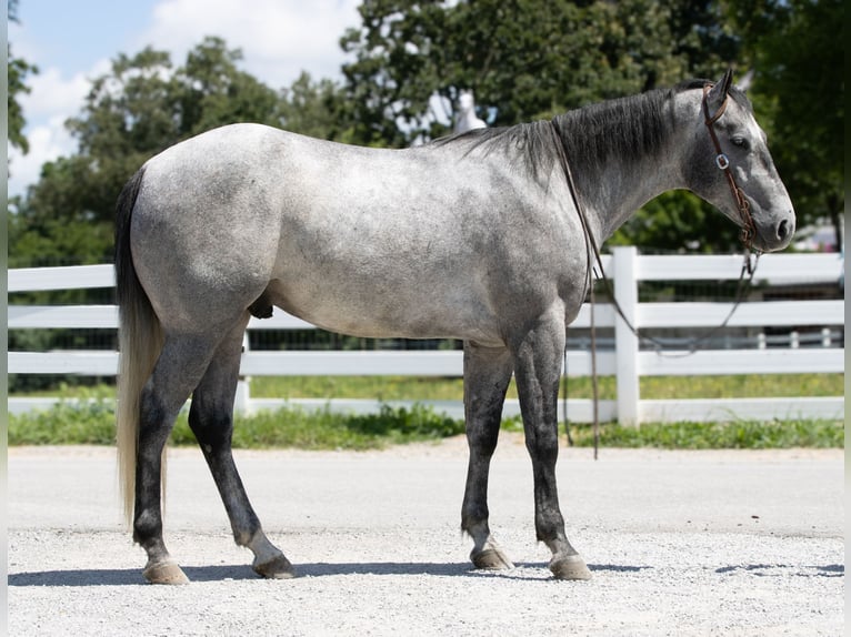 American Quarter Horse Wallach 4 Jahre Schimmel in Henderson