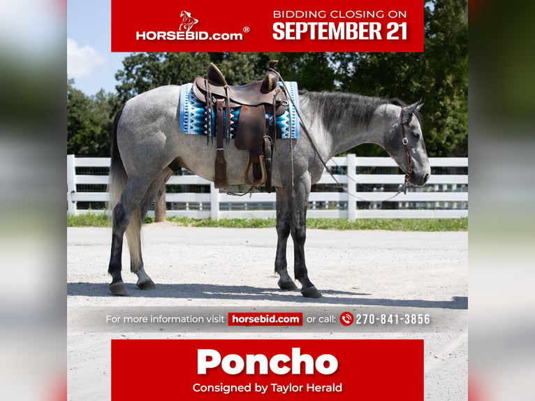 American Quarter Horse Wallach 4 Jahre Schimmel in Henderson