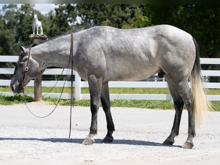 American Quarter Horse Wallach 4 Jahre Schimmel in Henderson