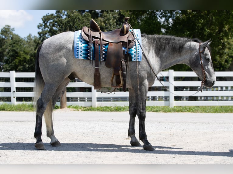 American Quarter Horse Wallach 4 Jahre Schimmel in Henderson