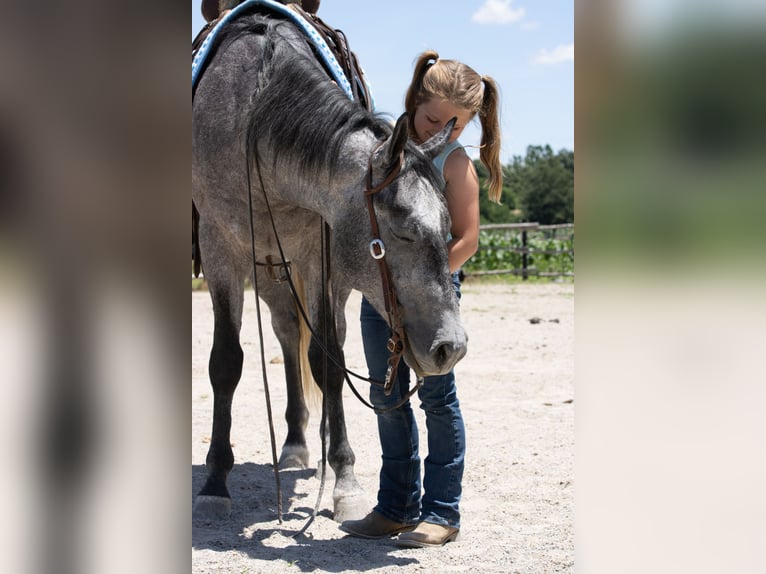 American Quarter Horse Wallach 4 Jahre Schimmel in Henderson