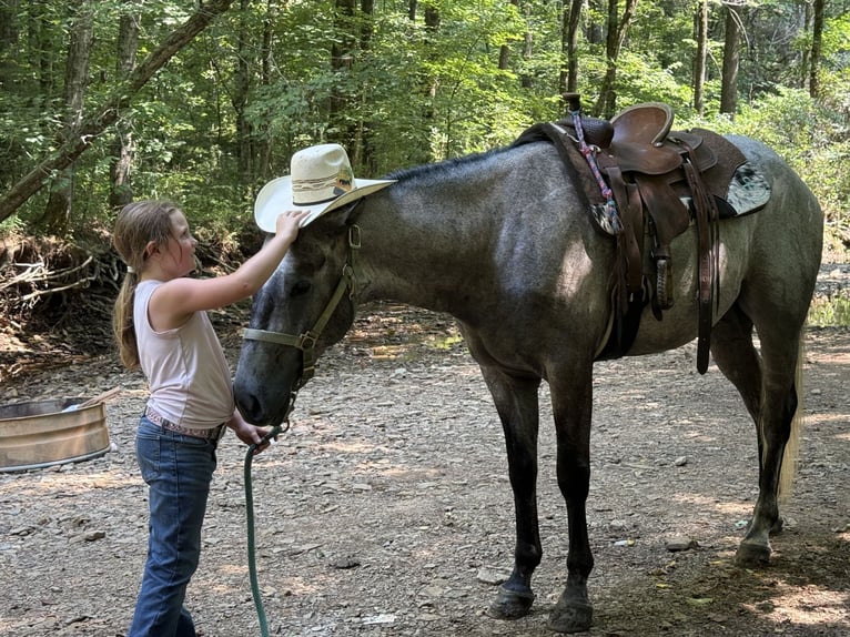 American Quarter Horse Wallach 4 Jahre Schimmel in Henderson