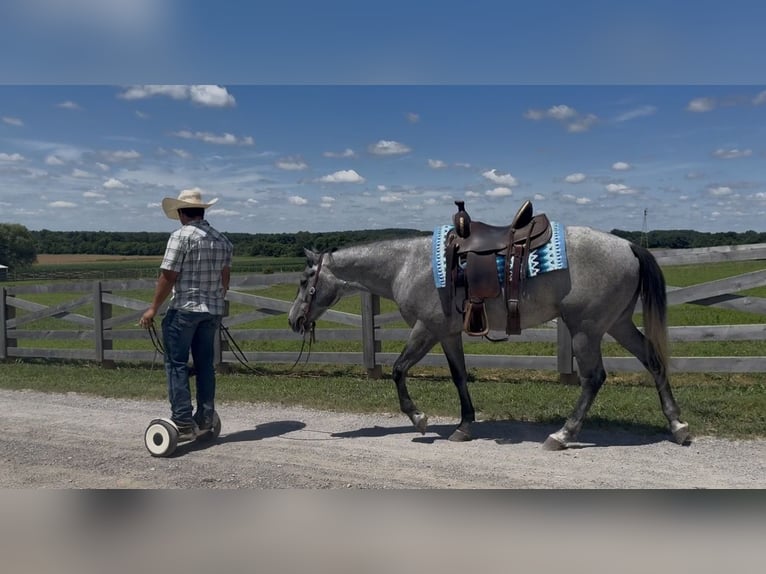 American Quarter Horse Wallach 4 Jahre Schimmel in Henderson