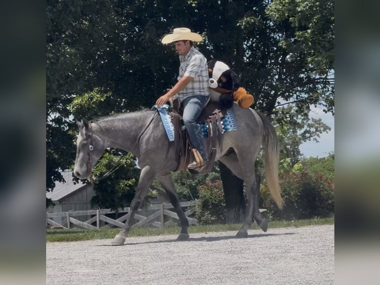 American Quarter Horse Wallach 4 Jahre Schimmel in Henderson