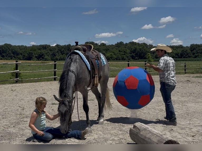 American Quarter Horse Wallach 4 Jahre Schimmel in Henderson