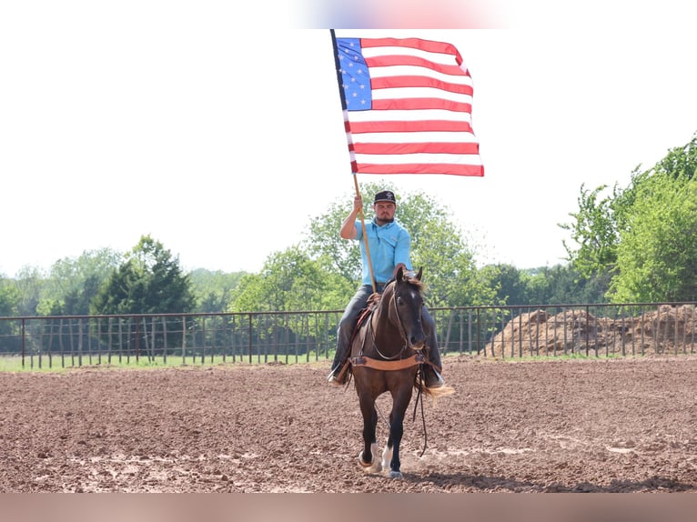 American Quarter Horse Wallach 4 Jahre Schimmel in Ripley