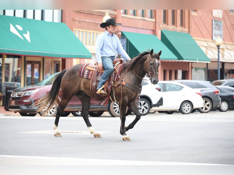 American Quarter Horse Wallach 4 Jahre Schimmel in Ripley