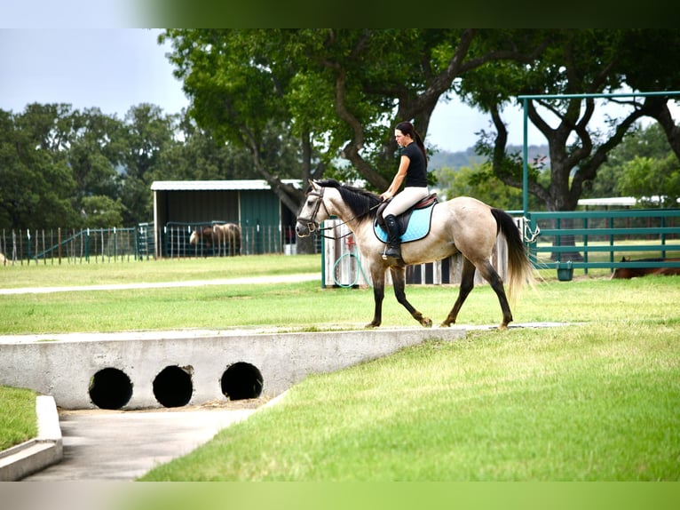 American Quarter Horse Wallach 4 Jahre Schimmel in Stephenville