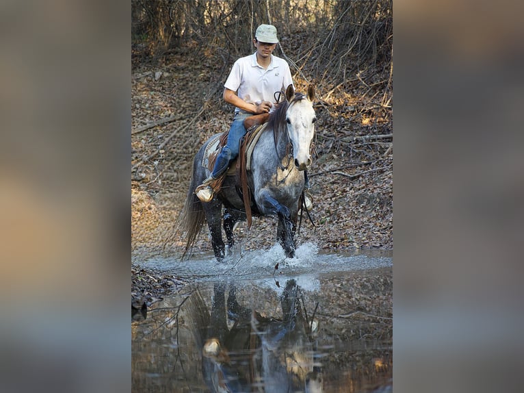 American Quarter Horse Wallach 4 Jahre Schimmel in Sulphur Springs