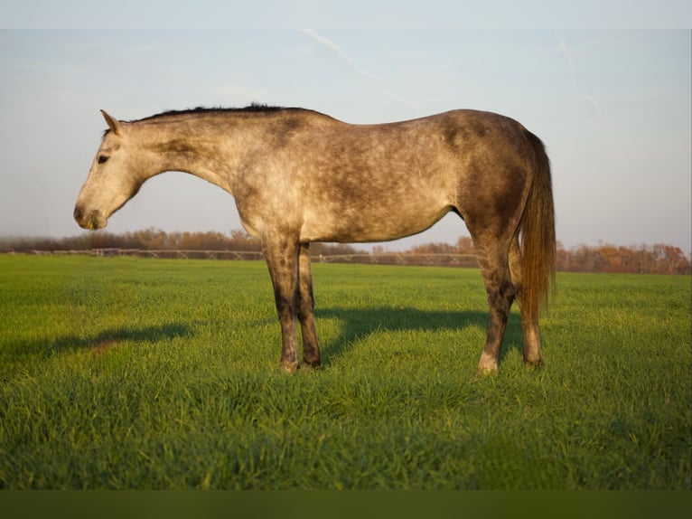 American Quarter Horse Wallach 4 Jahre Schimmel in Sulphur Springs