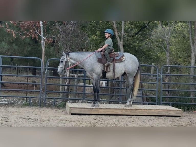 American Quarter Horse Wallach 4 Jahre Schimmel in Henderson