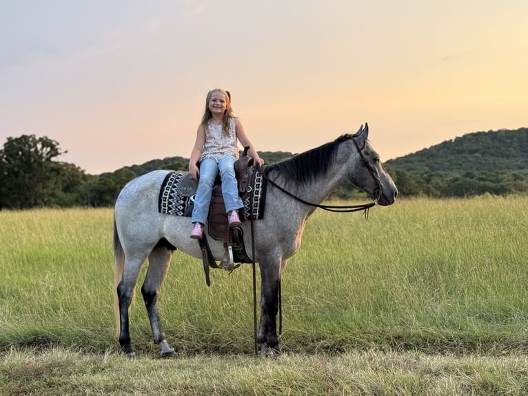 American Quarter Horse Wallach 4 Jahre Schimmel in Henderson