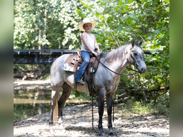 American Quarter Horse Wallach 4 Jahre Schimmel in Henderson