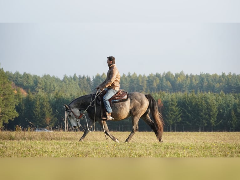 American Quarter Horse Wallach 4 Jahre Schimmel in Plzen