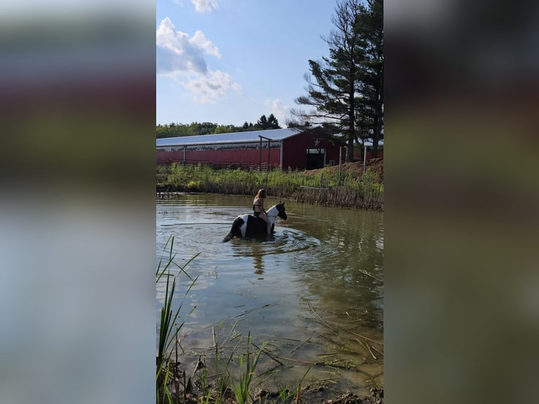 American Quarter Horse Wallach 4 Jahre Tobiano-alle-Farben in Ashland OH