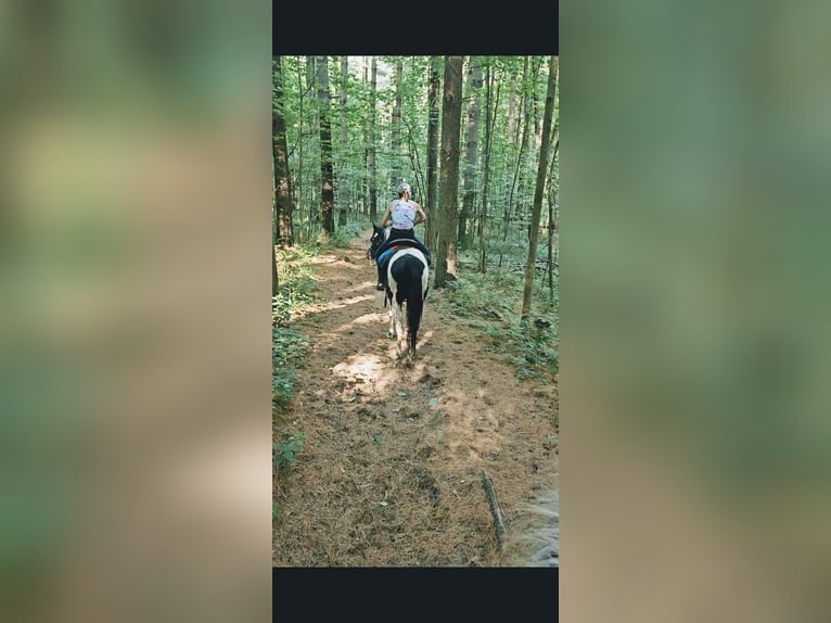 American Quarter Horse Wallach 4 Jahre Tobiano-alle-Farben in Ashland OH