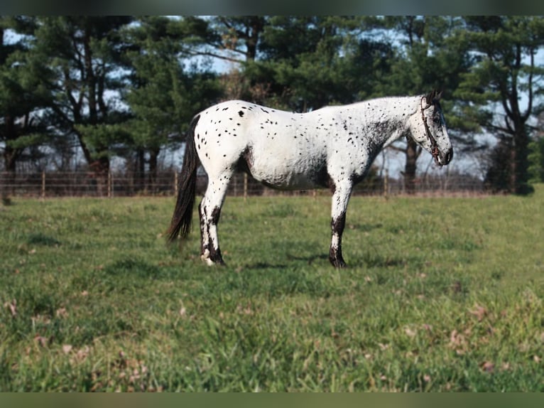 American Quarter Horse Wallach 5 Jahre 132 cm Schimmel in North Judson In