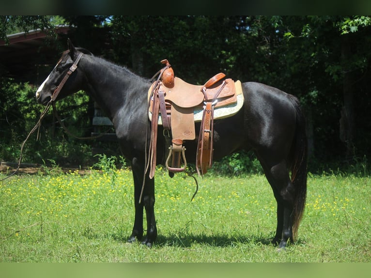 American Quarter Horse Wallach 5 Jahre 135 cm Rappe in Rusk TX