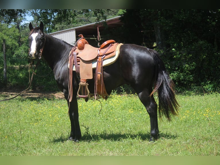 American Quarter Horse Wallach 5 Jahre 135 cm Rappe in Rusk TX