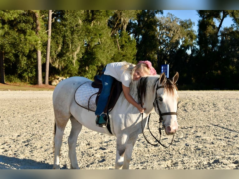 American Quarter Horse Mix Wallach 5 Jahre 137 cm Schecke in Ocala