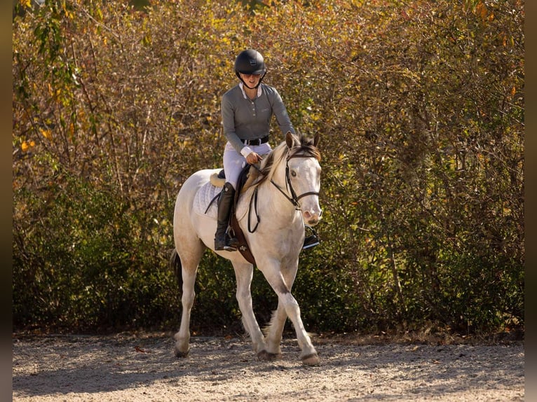 American Quarter Horse Mix Wallach 5 Jahre 137 cm Schecke in Ocala