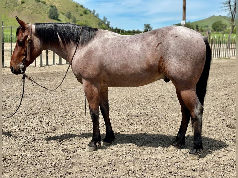 American Quarter Horse Wallach 5 Jahre 140 cm Roan-Bay in Paicines CA