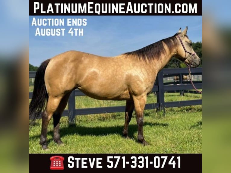 American Quarter Horse Wallach 5 Jahre 142 cm Buckskin in Brooklyn NY