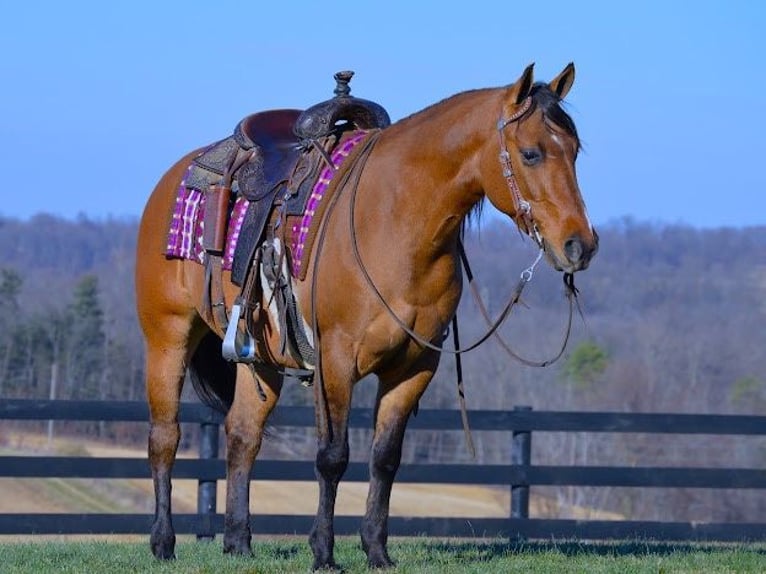 American Quarter Horse Wallach 5 Jahre 142 cm Falbe in Fredricksburg OH
